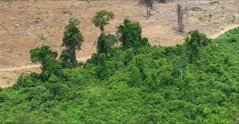 Dense climbing vines covering vegetation in Laos near the project plantations