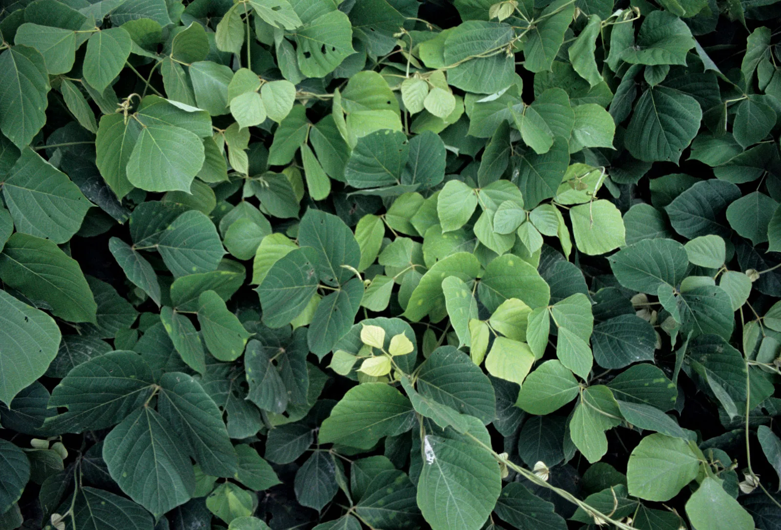 Kudzu leaves showing the plant’s characteristic three-leaflet foliage