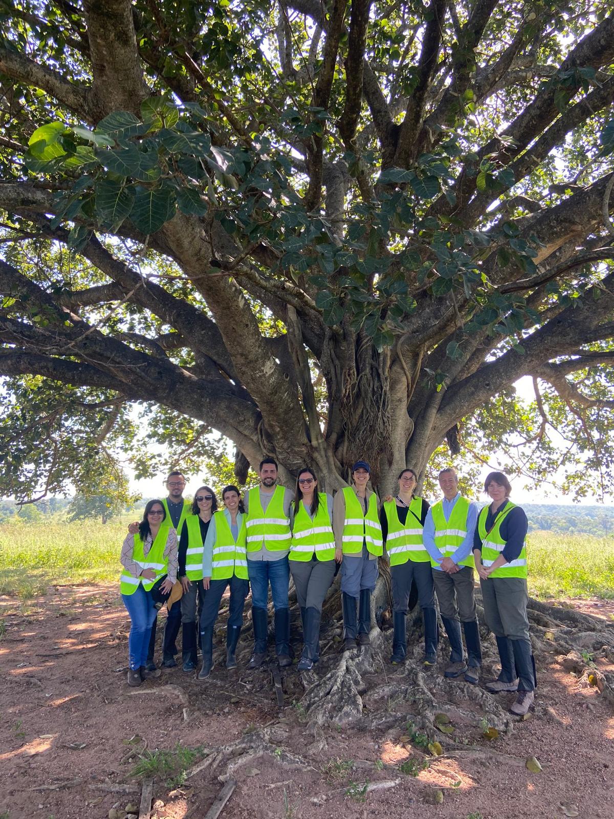SilviCarbon team wearing high-visibility vests beneath a large tree during a field visit